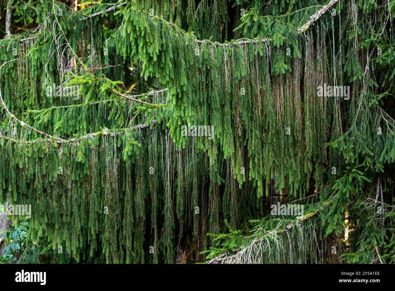 Conifer trees nature background branches Stock Photo