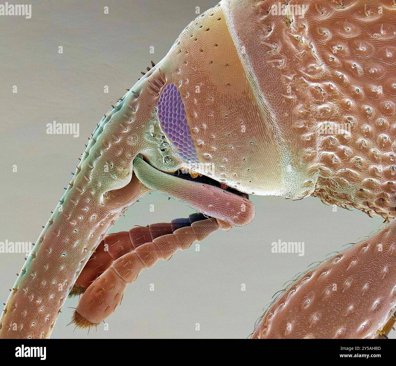 Grain weevil. Coloured scanning electron micrograph of a grain weevil (Sitophilus granarius). This beetle infests and damages stored grain, using the mandibles at the end of its elongated snout, or rostrum, to cut through the shell of a wheat grain and gain access to the food within. Females lay their eggs inside wheat grains, in order that their larvae can have a food supply. It can be controlled using fumigants. Magnification: x60 when printed 10 centimetres wide. Stock Photo