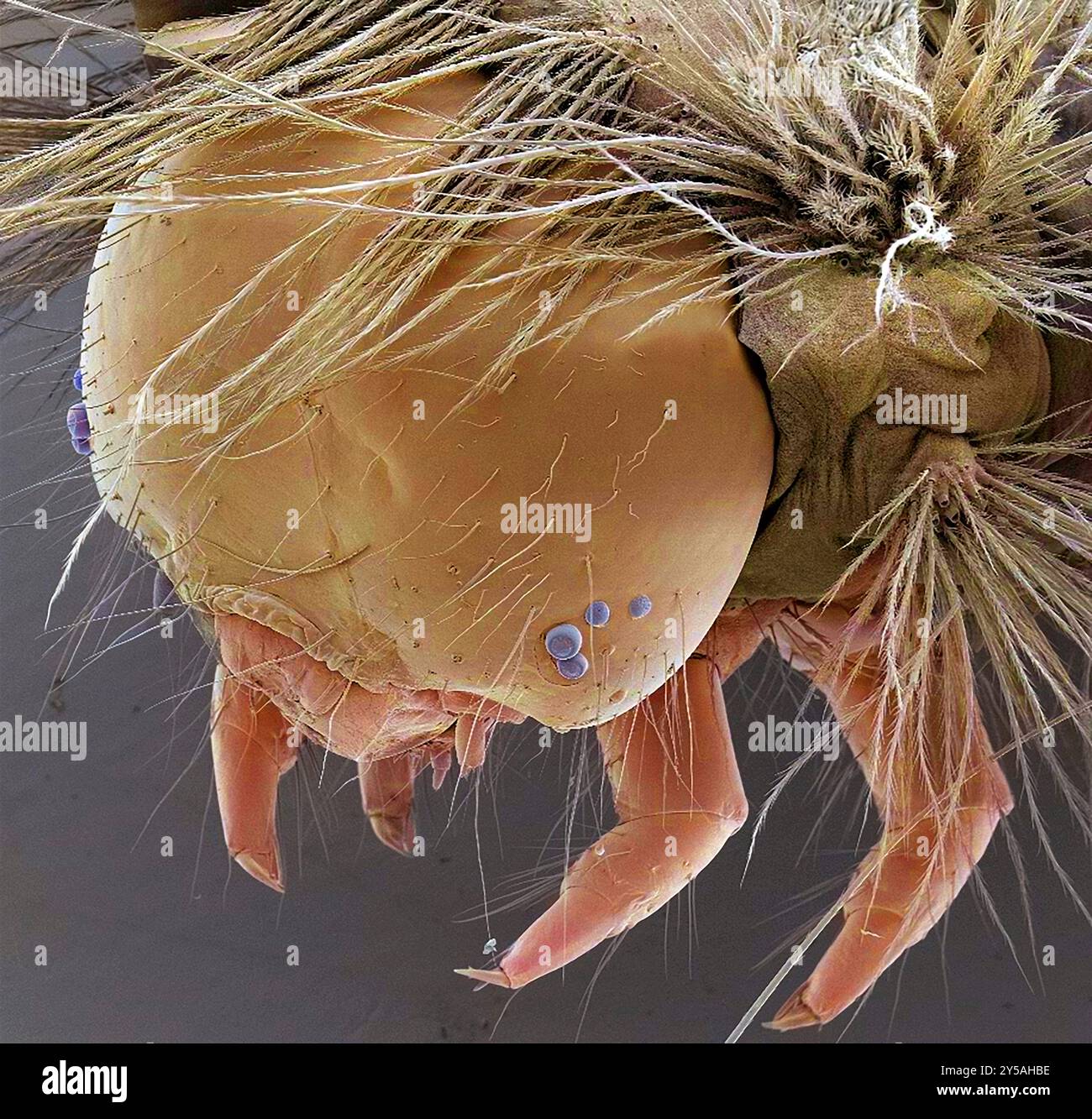 Vapourer moth caterpillar (Orgyia antiqua), coloured scanning electron micrograph (SEM). This caterpillar appears between April and May. It is brightly coloured, with viole, red and yellow markings, and tufts of hair. The larvae feed on the leaves of deciduous trees. Magnification: x30 when printed at 10 centimetres across. Stock Photo