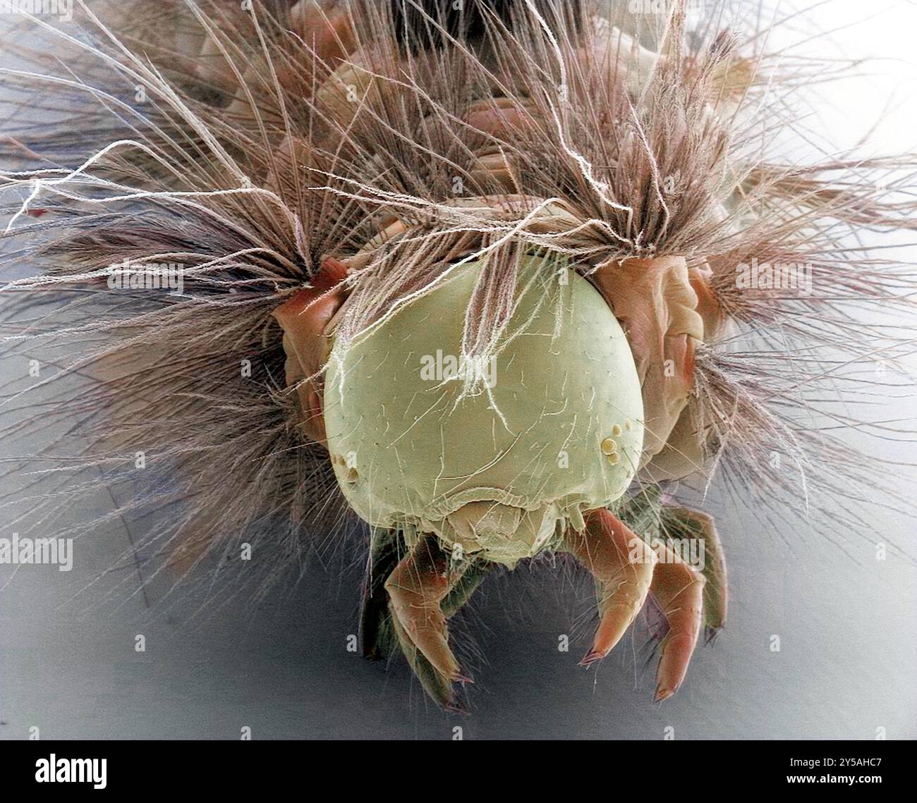 Vapourer moth caterpillar (Orgyia antiqua), coloured scanning electron micrograph (SEM). This caterpillar appears between April and May. It is brightly coloured, with viole, red and yellow markings, and tufts of hair. The larvae feed on the leaves of deciduous trees. Magnification: x25 when printed at 10 centimetres across. Stock Photo