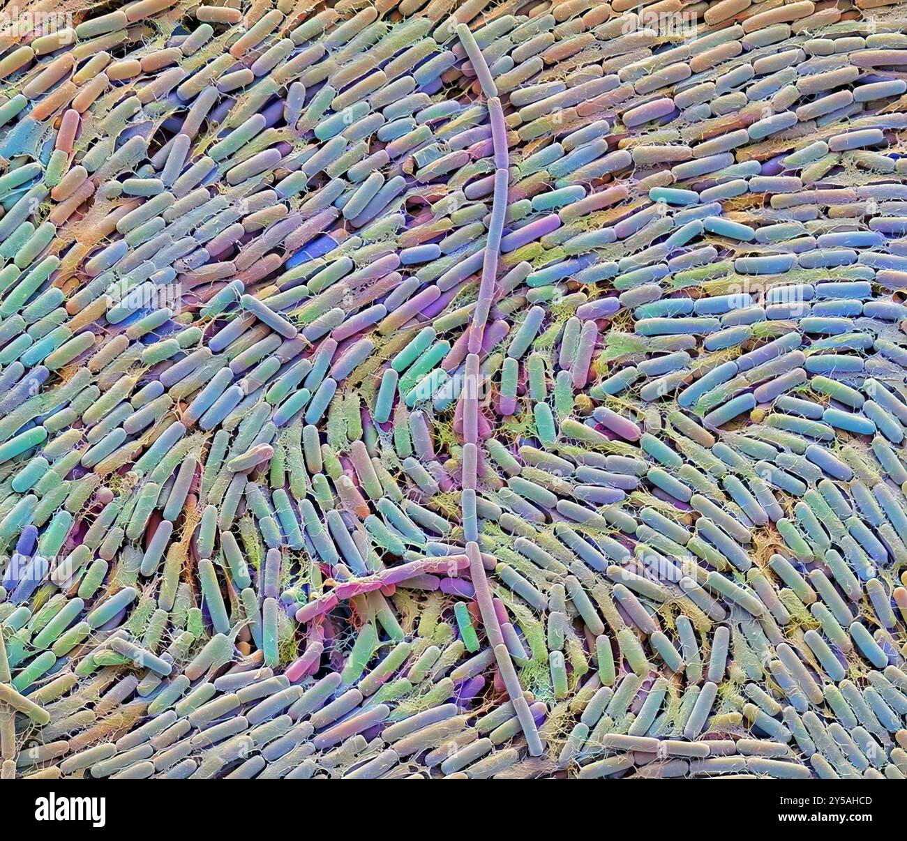 Breast milk bacteria. Coloured scanning electron micrograph (SEM ...