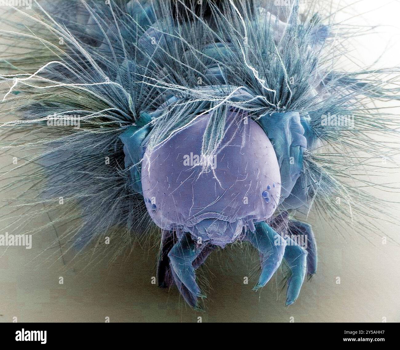 Vapourer moth caterpillar (Orgyia antiqua), coloured scanning electron micrograph (SEM). This caterpillar appears between April and May. It is brightly coloured, with viole, red and yellow markings, and tufts of hair. The larvae feed on the leaves of deciduous trees. Magnification: x25 when printed at 10 centimetres across. Stock Photo