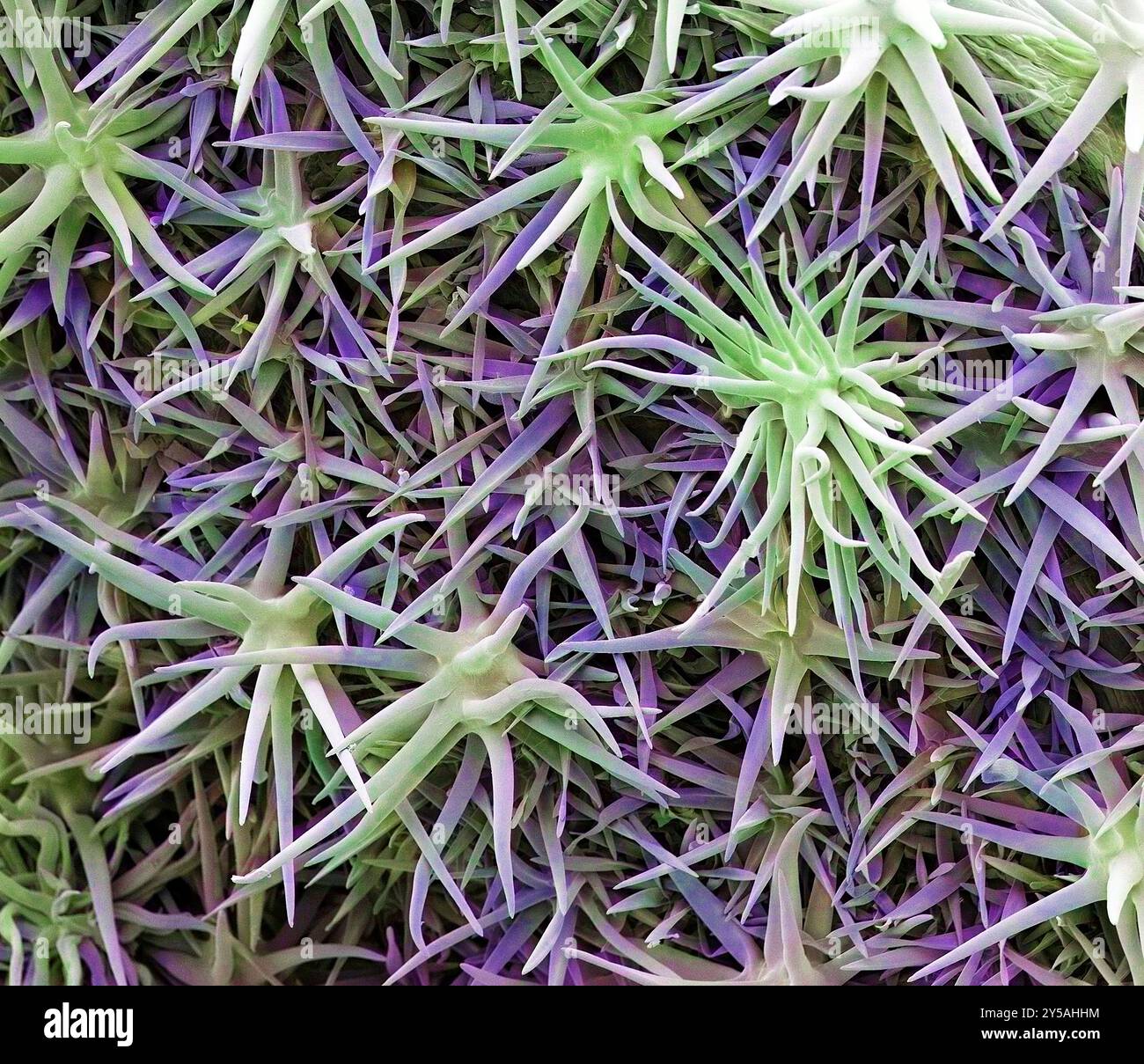 Abutilon leaf trichomes. Scanning electron micrograph of trichomes from an abutilon leaf. Trichomes are specialised structures that may perform several functions, such as preventing water loss or deterring animals from eating the plant. Abutilon is a large genus of flowering plants in the mallow family, Malvaceae. It is distributed throughout the tropics and subtropics of the Americas, Africa, Asia, and Australia. The herbage is generally hairy to woolly or bristly. Magnification: x100, when printed at 10 centimetres wide. Stock Photo