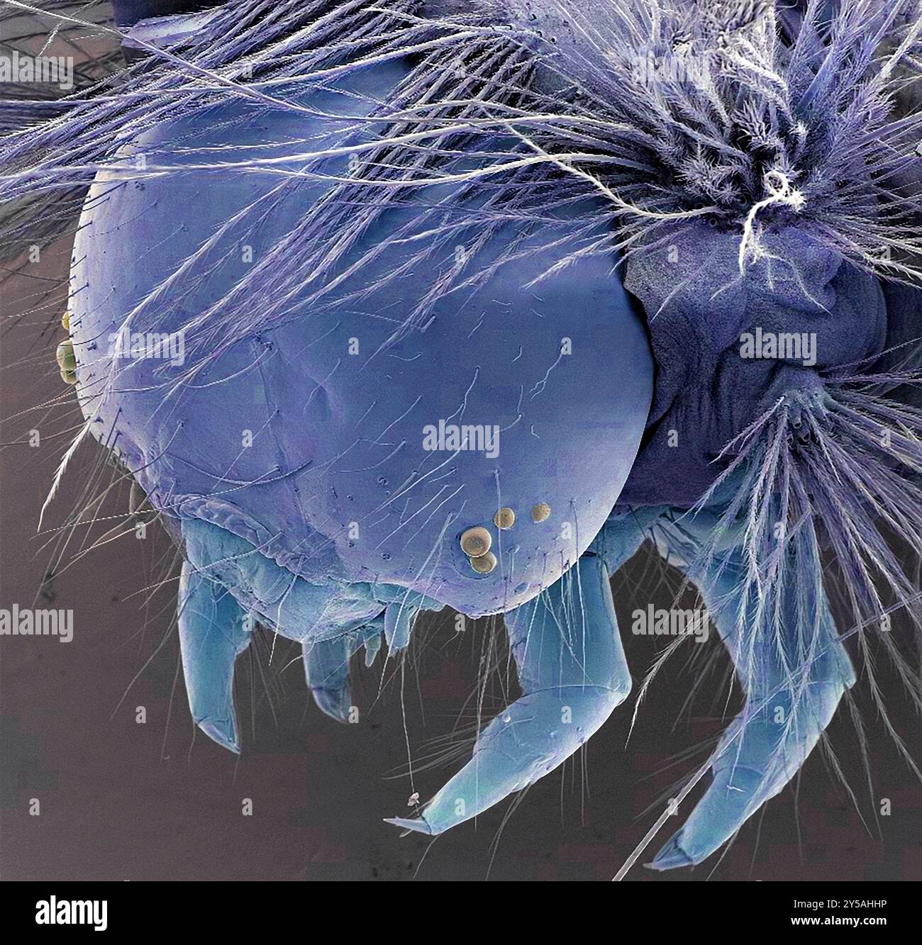Vapourer moth caterpillar (Orgyia antiqua), coloured scanning electron micrograph (SEM). This caterpillar appears between April and May. It is brightly coloured, with viole, red and yellow markings, and tufts of hair. The larvae feed on the leaves of deciduous trees. Magnification: x30 when printed at 10 centimetres across. Stock Photo