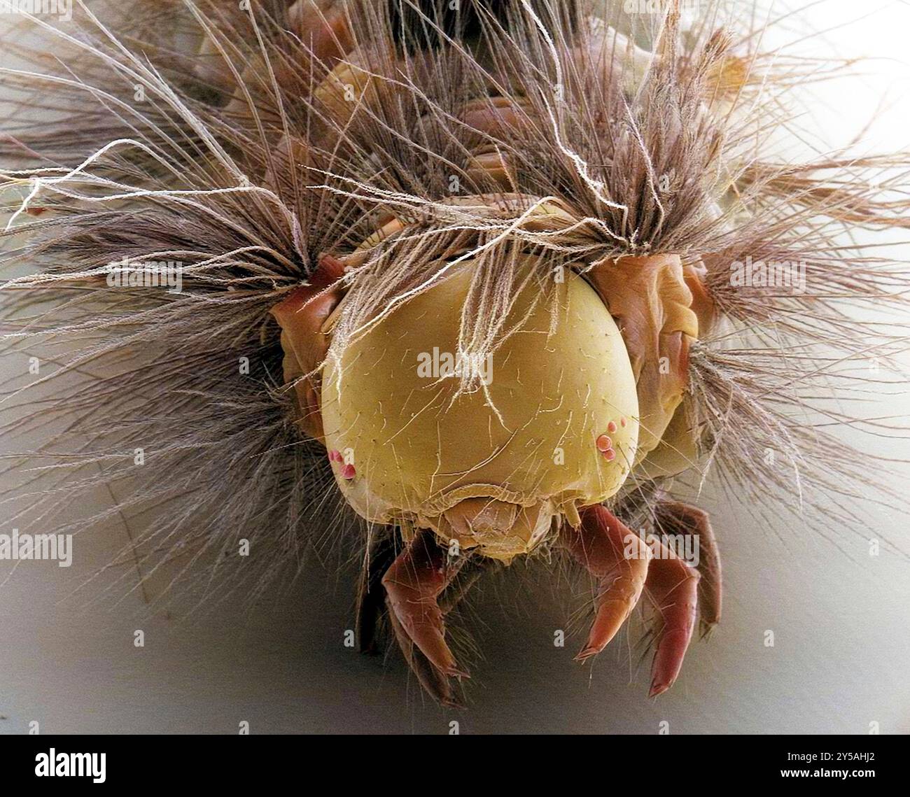 Vapourer moth caterpillar (Orgyia antiqua), coloured scanning electron micrograph (SEM). This caterpillar appears between April and May. It is brightly coloured, with viole, red and yellow markings, and tufts of hair. The larvae feed on the leaves of deciduous trees. Magnification: x25 when printed at 10 centimetres across. Stock Photo