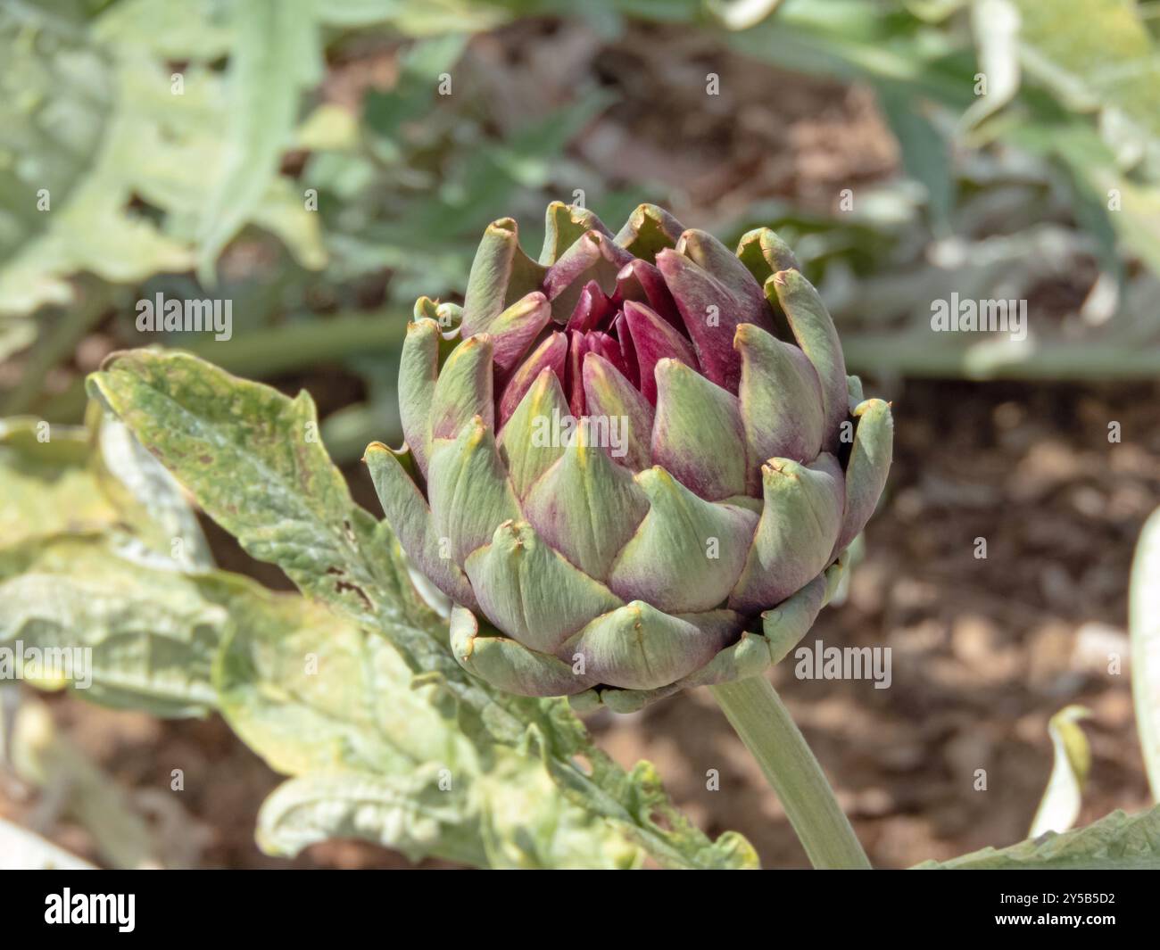 Green artichoke edible bud.  Globe artichoke or French artichoke agricultural plant. Cynara cardunculus var. scolymus in family Asteraceae. Stock Photo