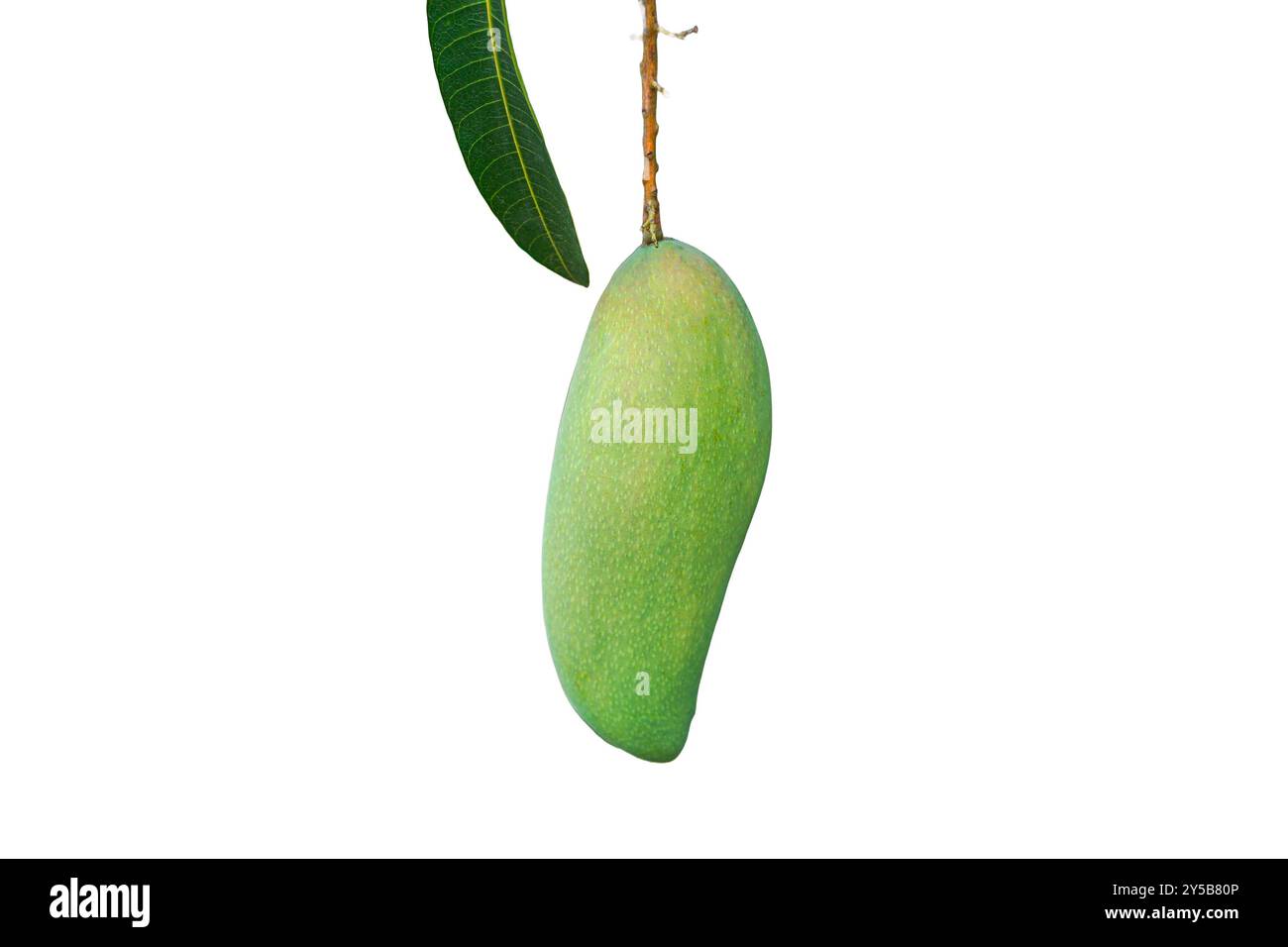 Green mango isolated on white background with it's leaf Stock Photo