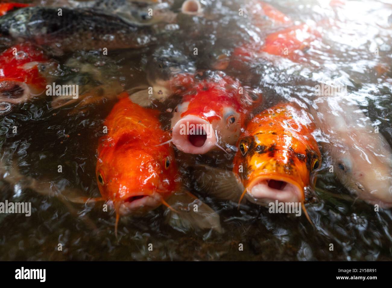 Koi or Carp Fishes waiting for feeding food on top view in nature background. Stock Photo