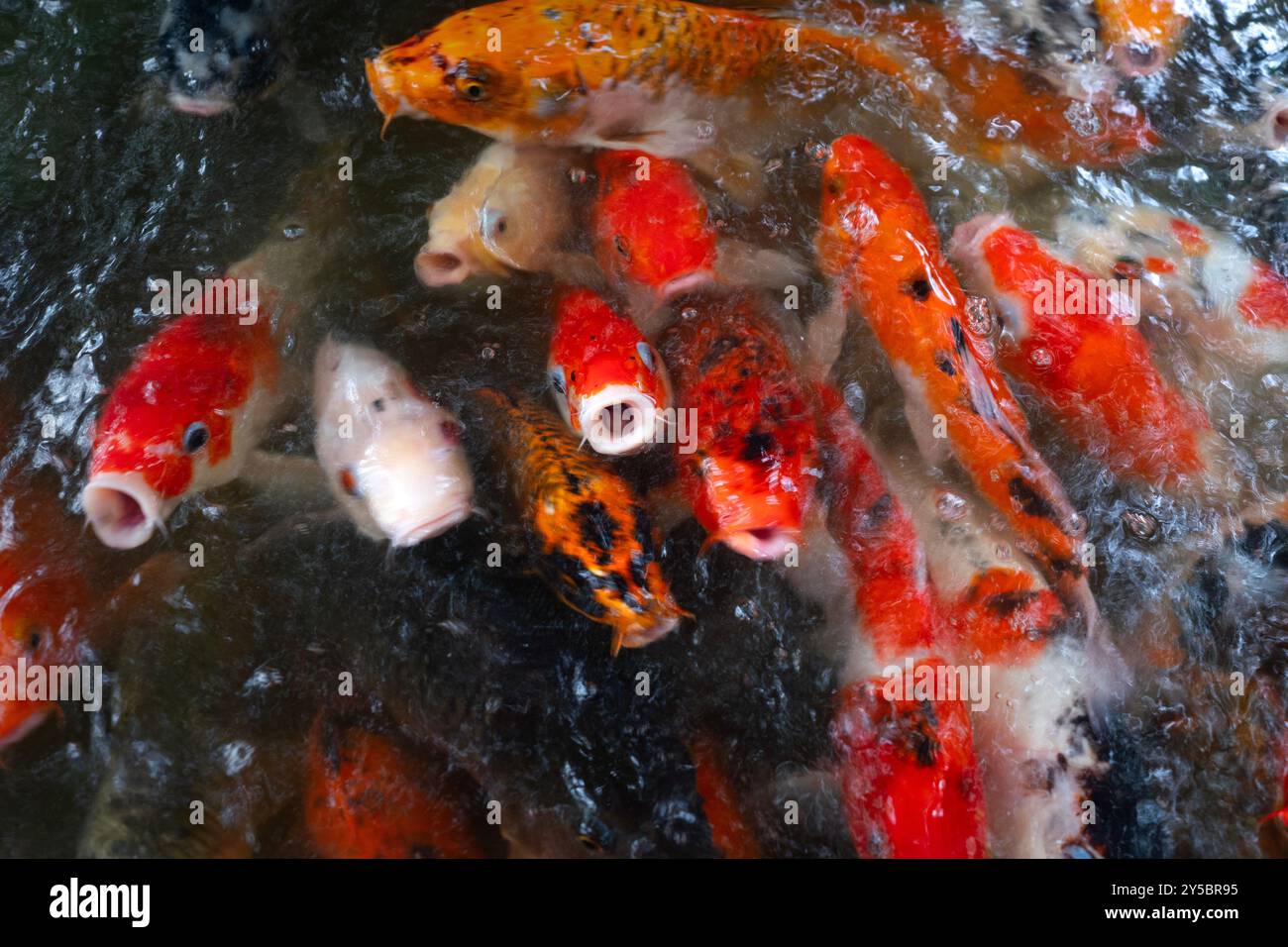 Koi or Carp Fishes waiting for feeding food on top view in nature background. Stock Photo