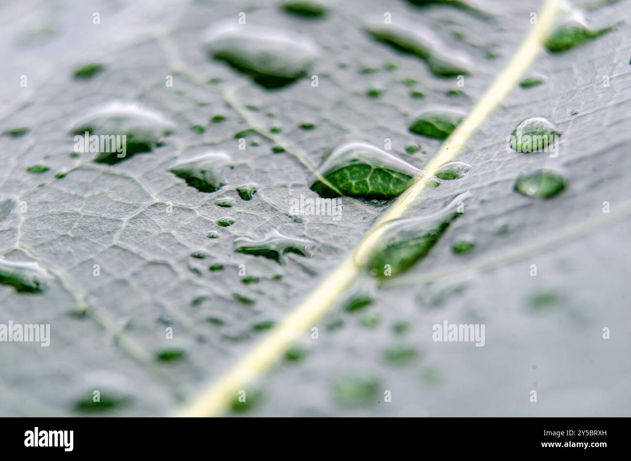 Fallen Leaf on the ground, soaked in rainwater, creating a serene and earthy composition. Stock Photo