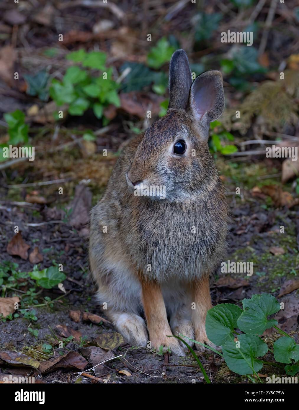 White rabbit sitting tree hi-res stock photography and images - Alamy