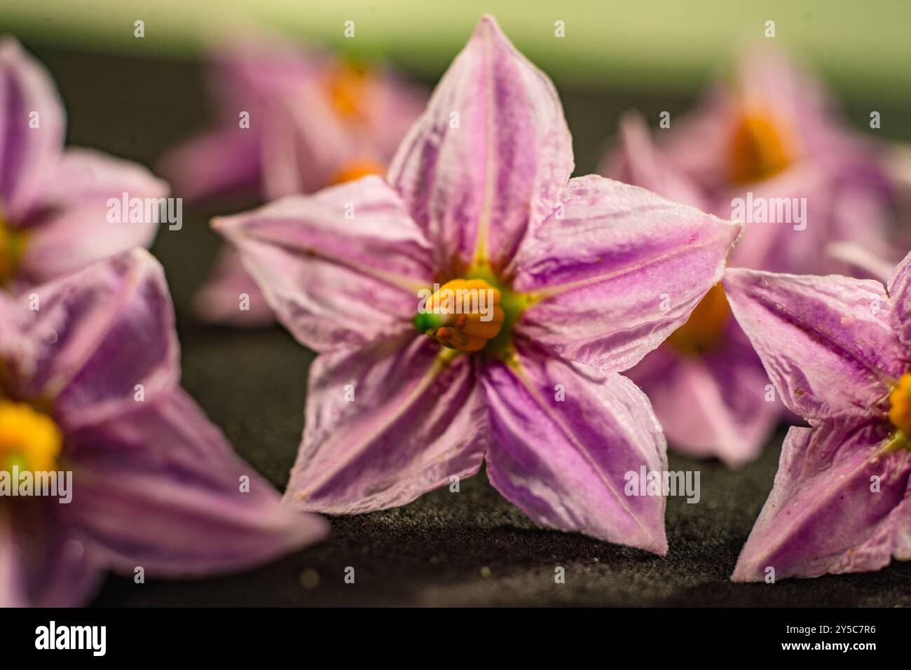 Eggplant flower ( Solanum melongena ) - Uganda Stock Photo