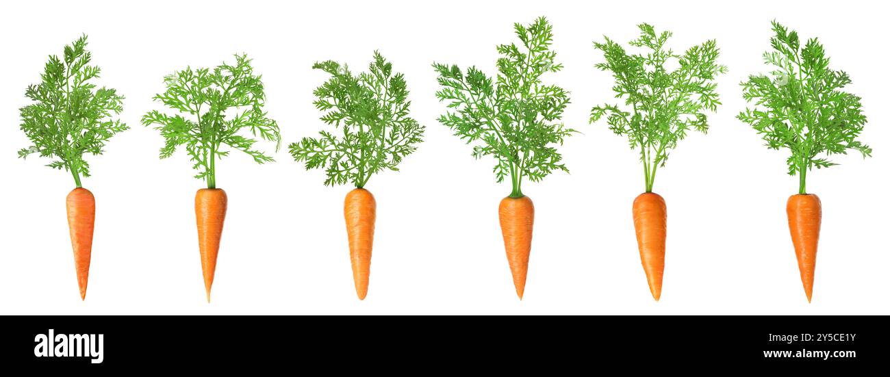 Fresh ripe carrots with green leaves isolated on white, set Stock Photo ...