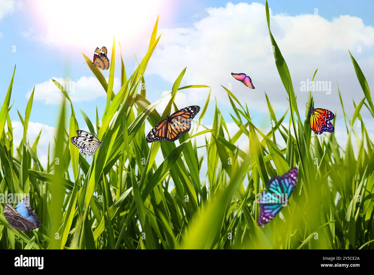 Beautiful butterflies on green grass in meadow Stock Photo Alamy