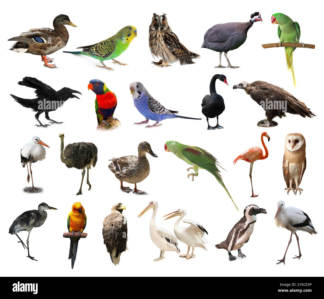 Bird Spotter by Namasri Niumim | Quarto At A Glance | The Quarto Group, image size:1300x1199