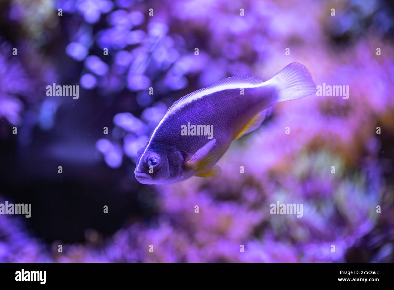 Small Fish R8c Small fish in an aquarium in captivity Stock Photo - Alamy