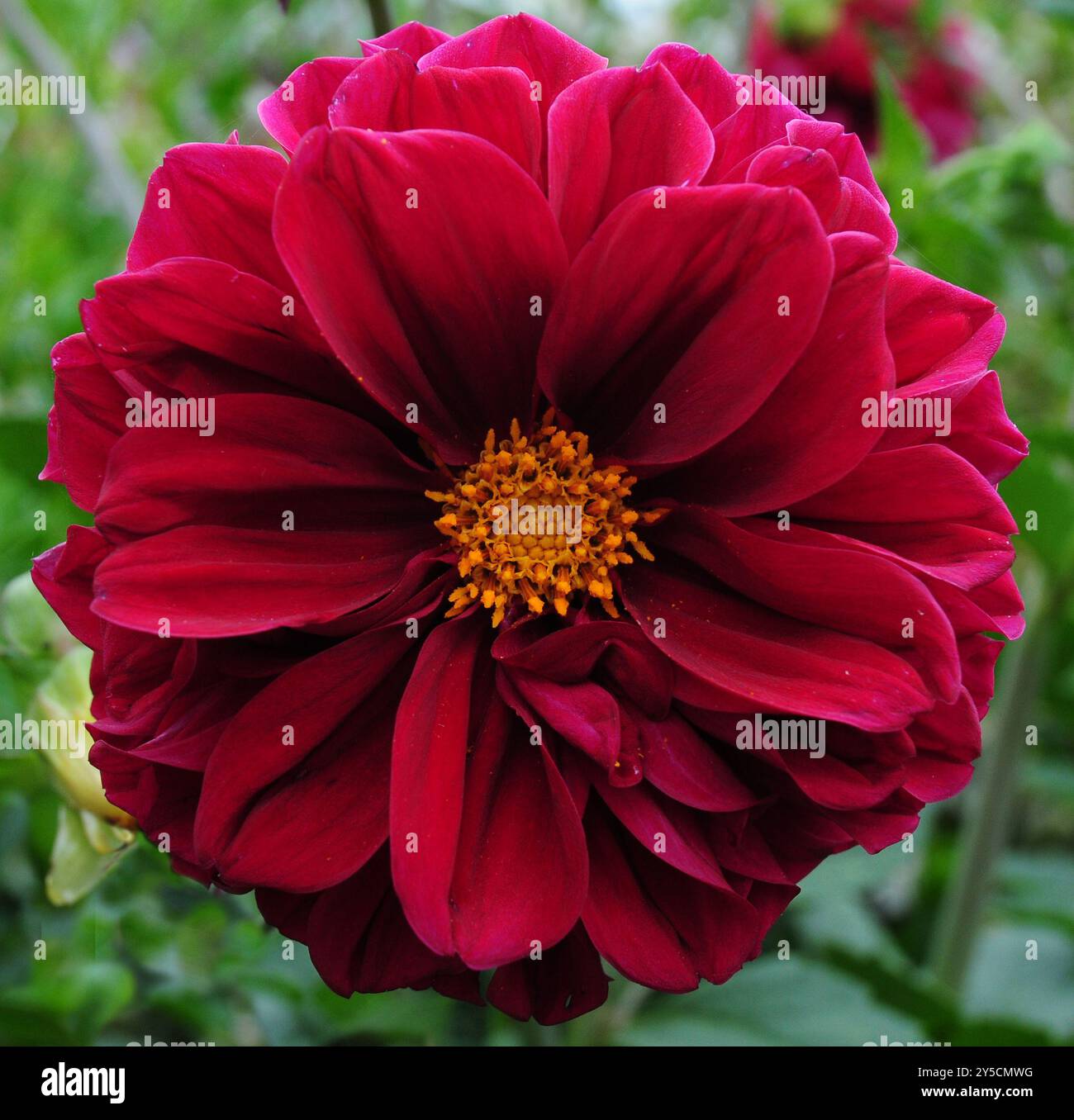 Dahlia dark spirit hi-res stock photography and images - Alamy