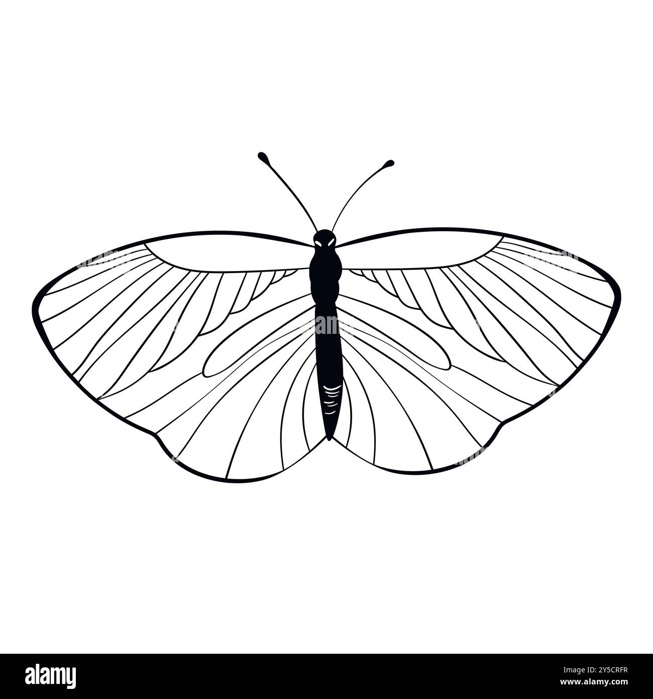 Funny black and white butterfly. Color flat vector of detailed