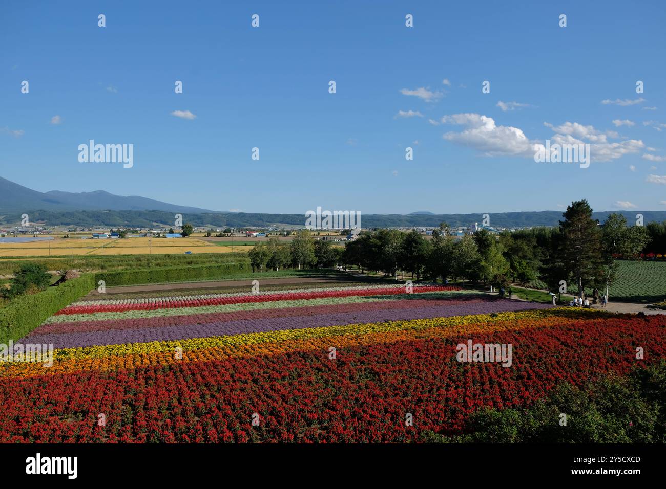 Flower blossom in Biei Furano Hokkaido Japan in September Stock Photo