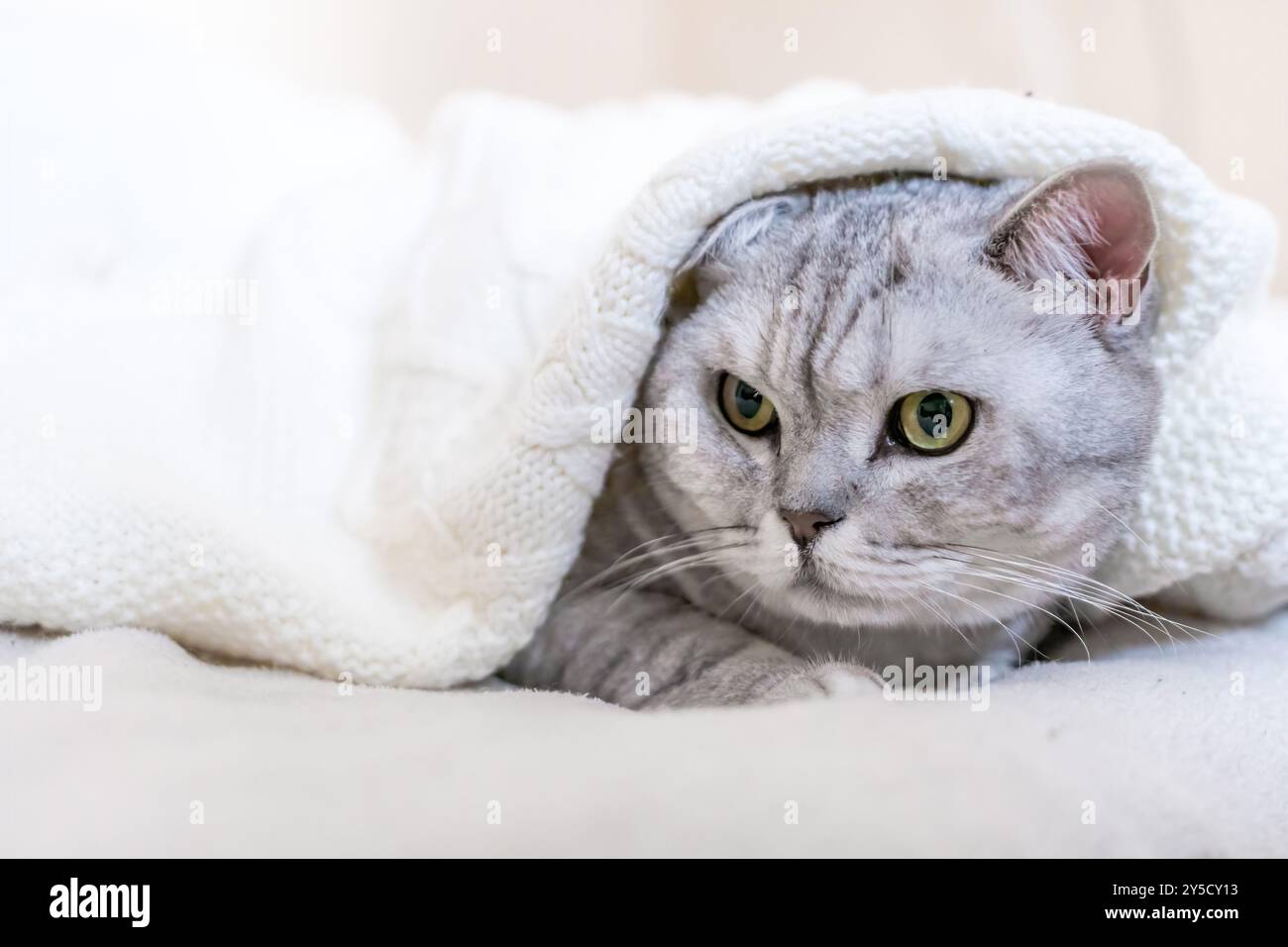 Cat Blanket Bed Cozy - A grey cat is curled up in a white blanket ...