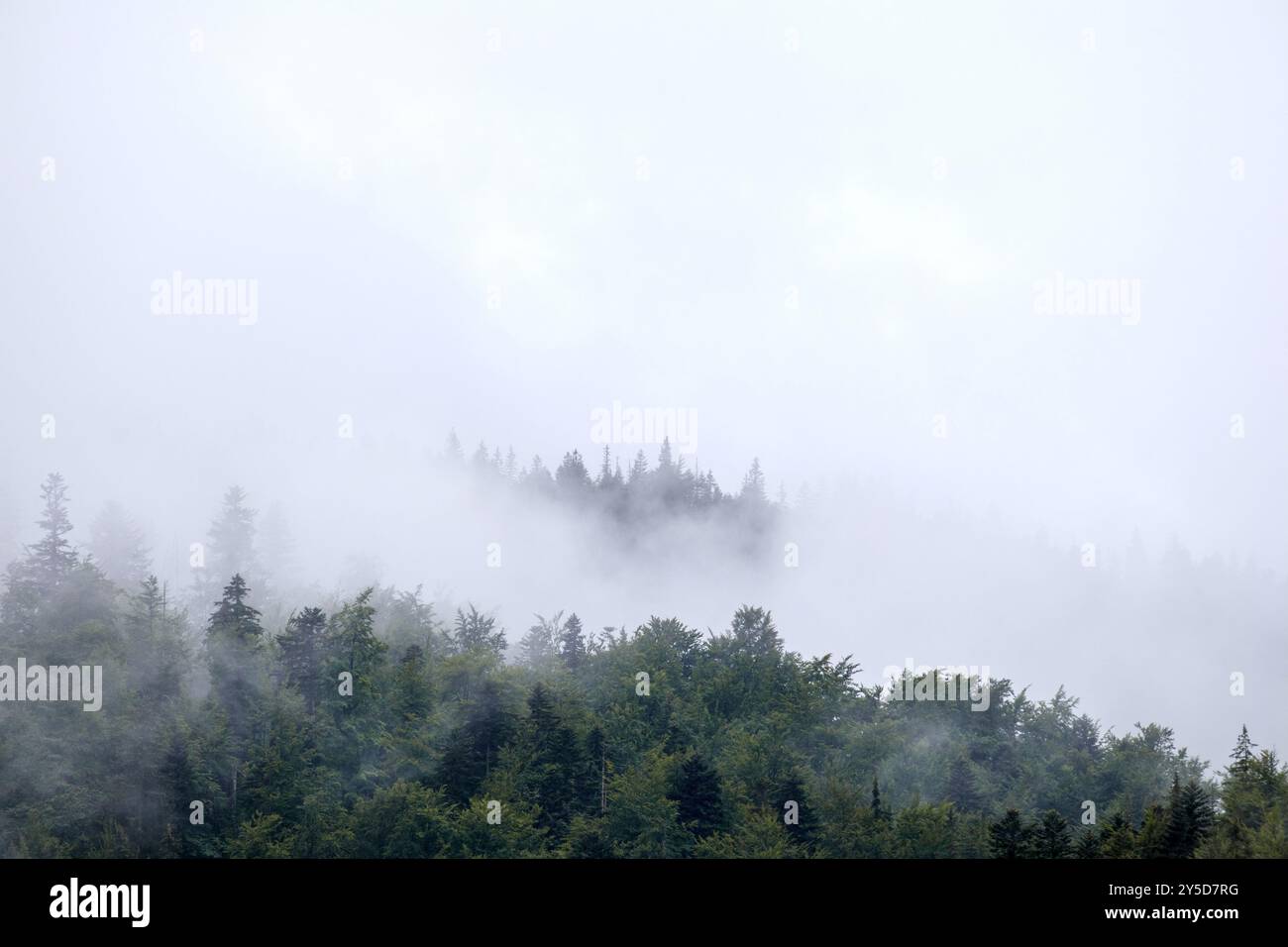 fog on the mountain before the rain Stock Photo - Alamy