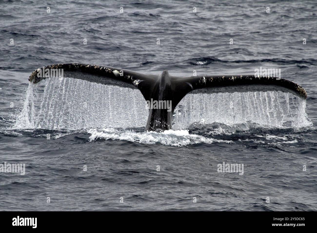 Humpback whale, (Megaptera novaengliae) fluke in the Southern Ocean ...
