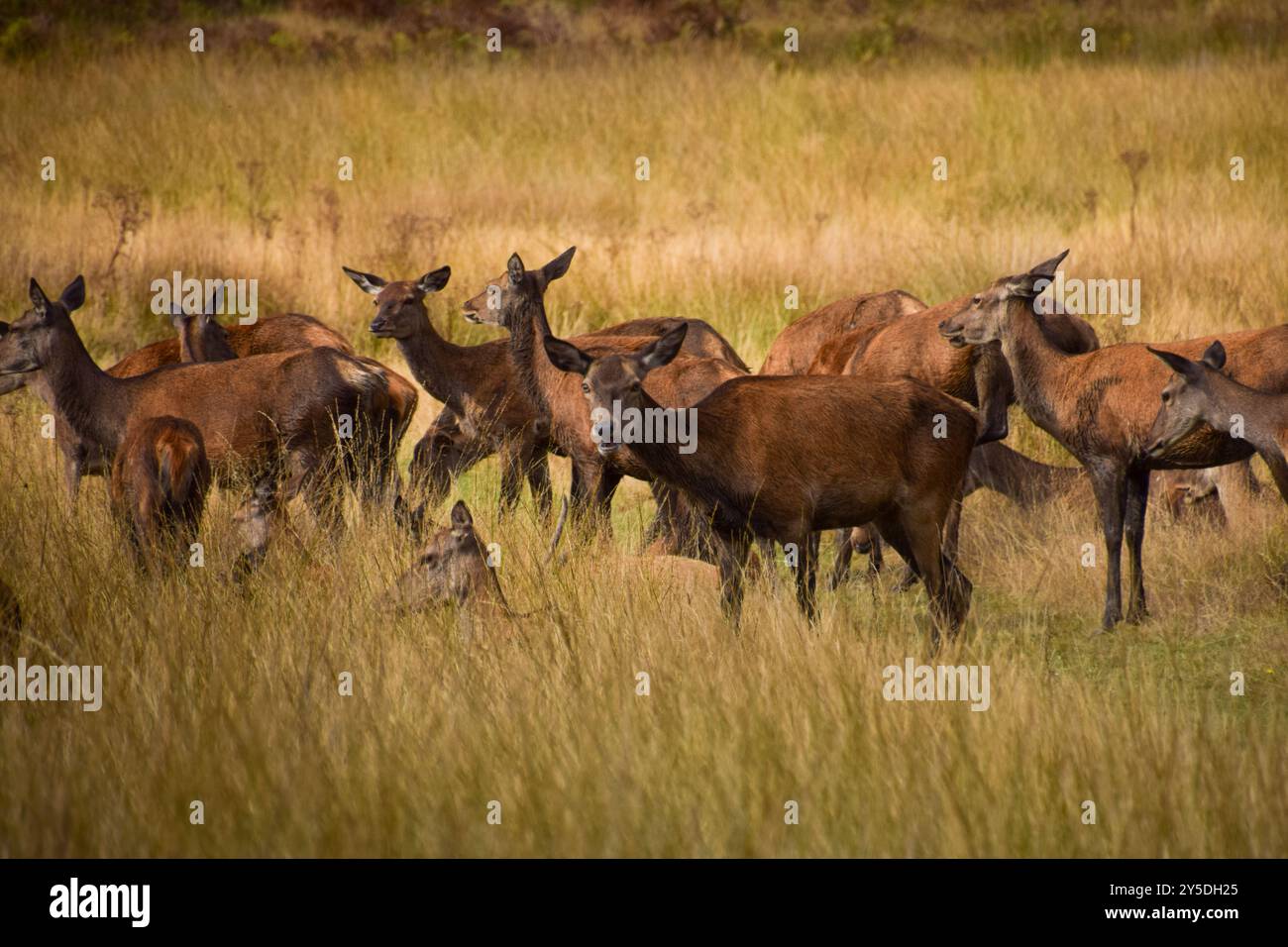 London, UK. 21st September 2024. A group of does in Richmond Park as ...