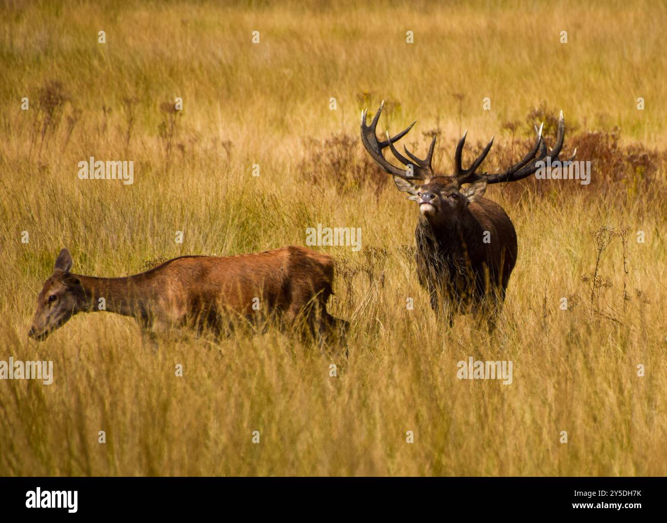 Stag Mateing Ritual London, UK. 21st September 2024. A stag stands next to a doe in ...