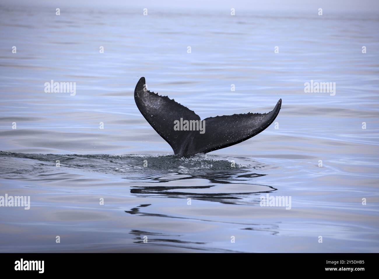 Humpback whale diving Stock Photo - Alamy