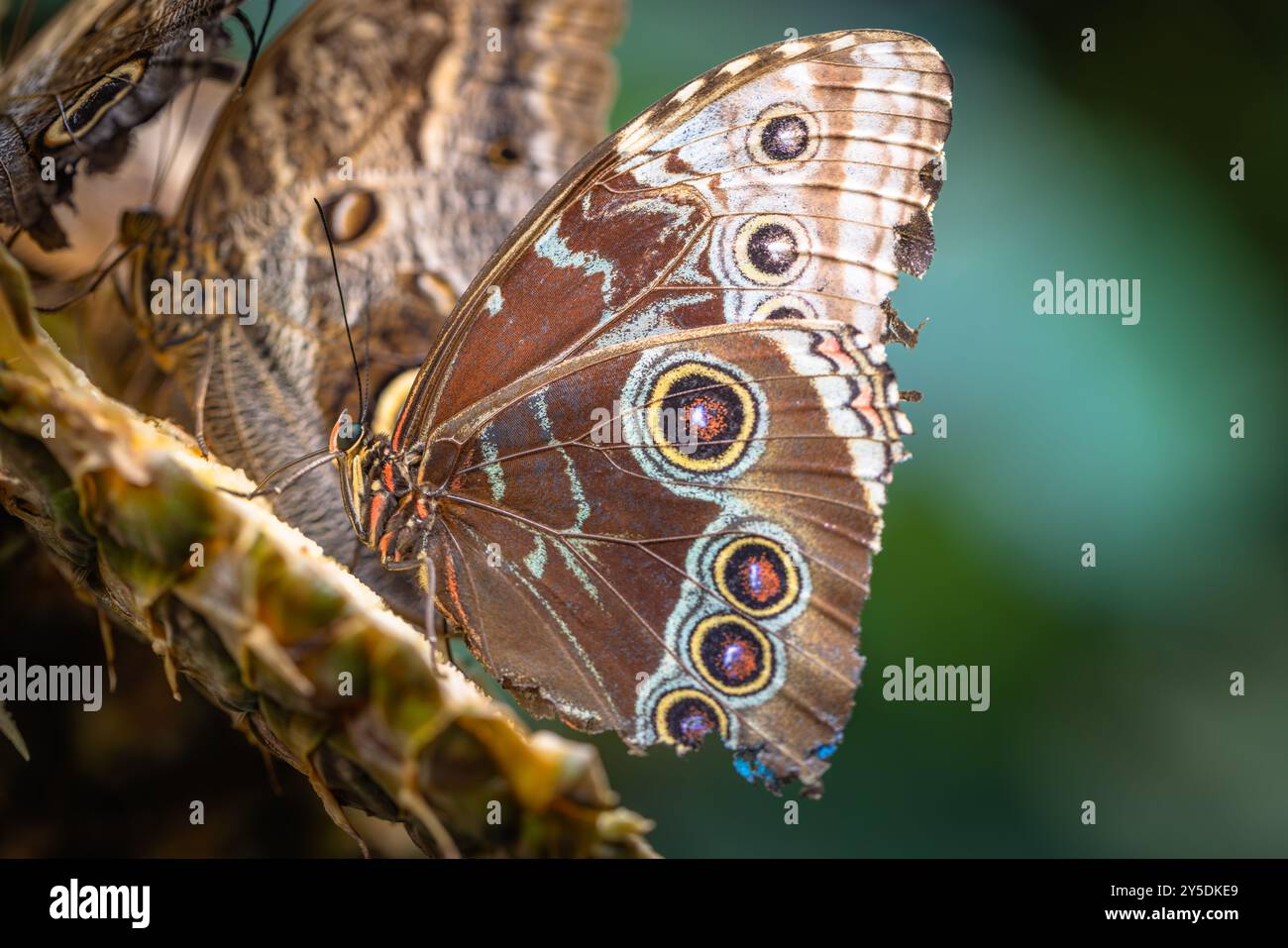 Common Jungle Insects Beautiful colorful butterfly insect in the jungle rainforest Stock ...