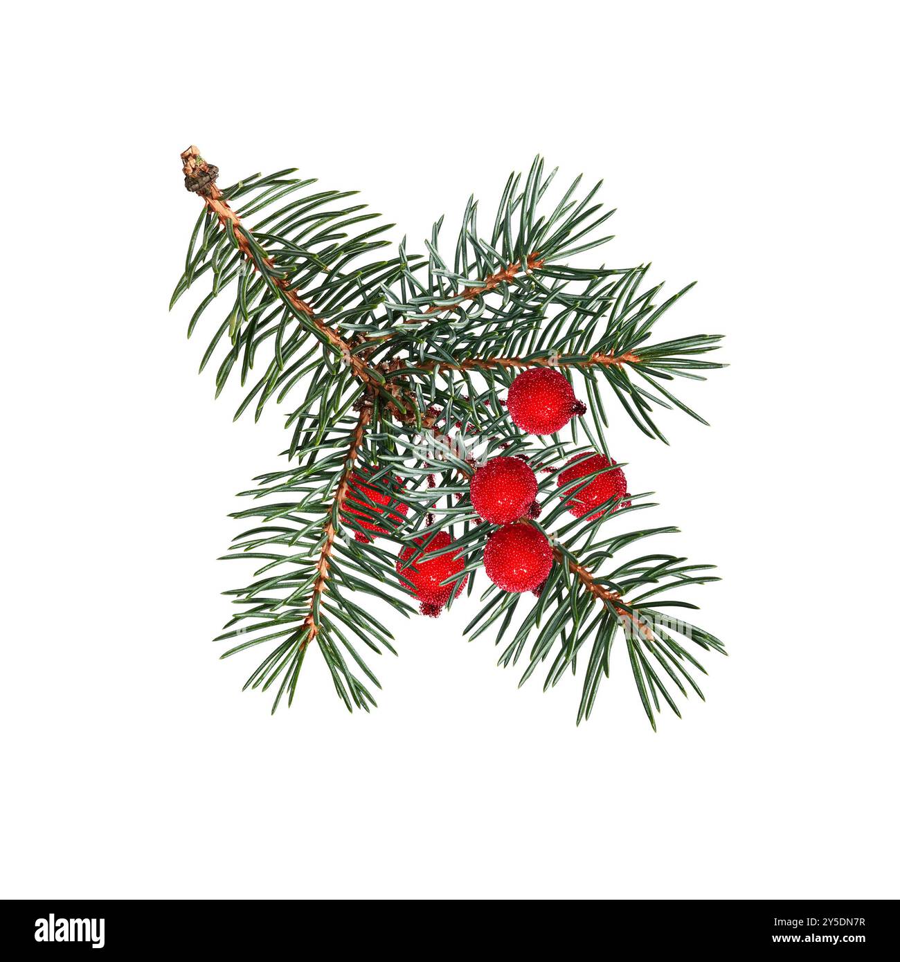 Coniferous tree branch decorated with artificial red berries. Blue spruce, Christmas tree. Design element for creating festive Christmas arrangements, Stock Photo