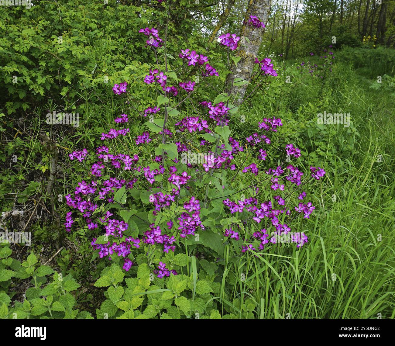 Annual honesty, Lunaria annua, Annual silver leaf Stock Photo - Alamy