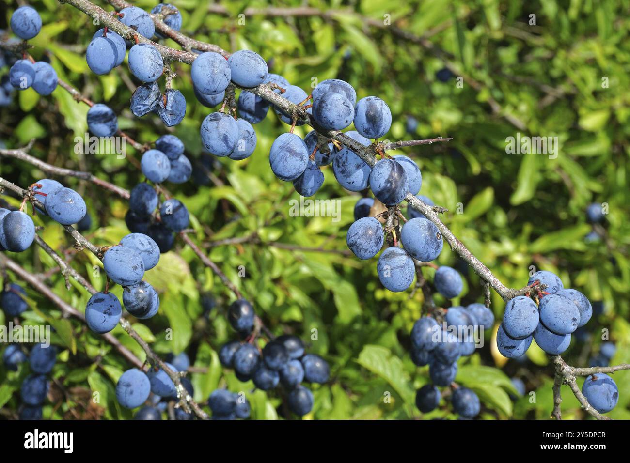 Blackthorn, Prunus spinosa, blackthorn, sloe, black haw Stock Photo - Alamy