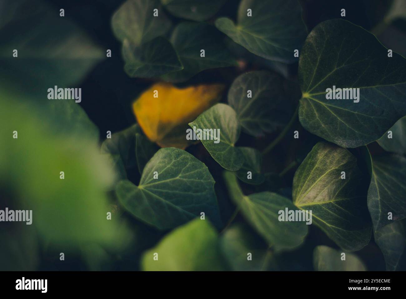 Lush green foliage patterns hi-res stock photography and images - Alamy