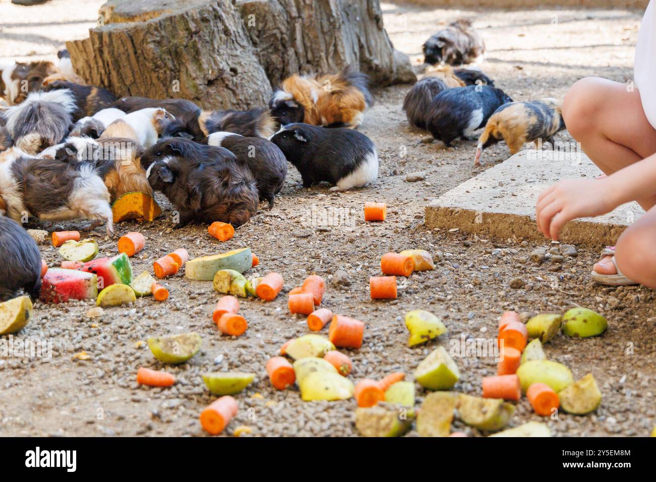 Illustration of Fresh Veggies And Fruits For Guinea Pigs