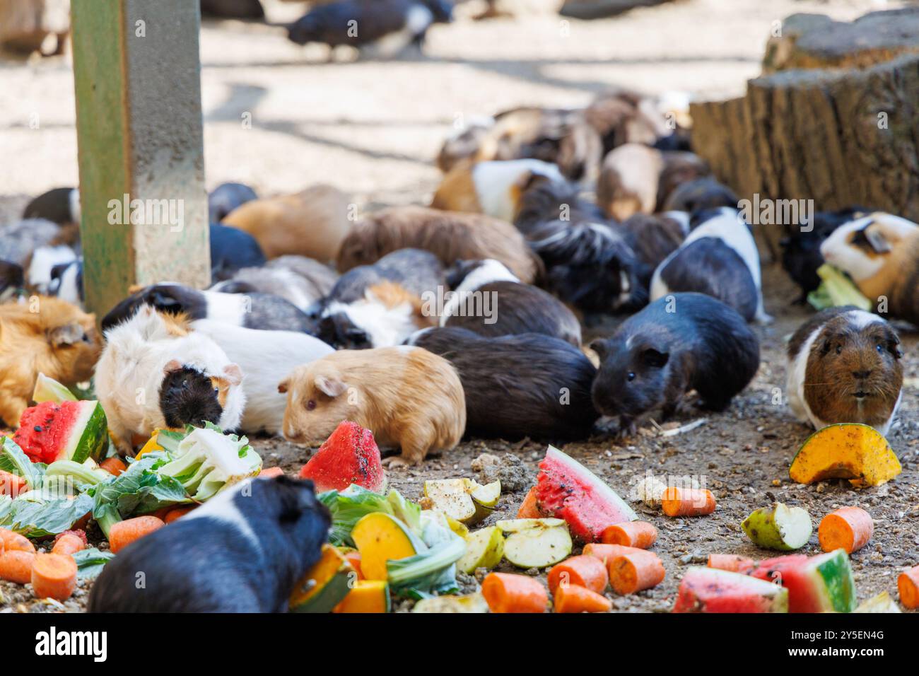Photo inspiration: Gallery Detail: A Group Of Guinea Pigs Forages On The Ground Investigating