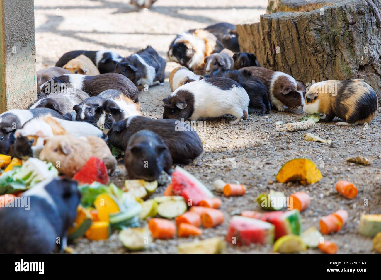 Gallery Detail: A Large Group Of Guinea Pigs Enjoys A Variety Of