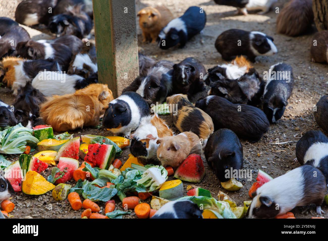 Curated visual reference: A Large Group Of Guinea Pigs Gathers Around A Vibrant Photo Inspiration