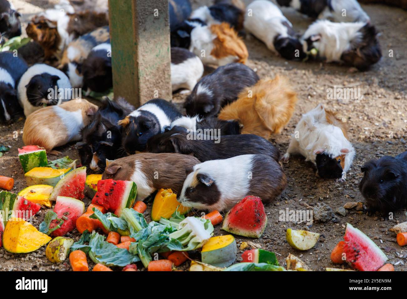 Picture Idea: A Large Group Of Guinea Pigs Happily Munches On An