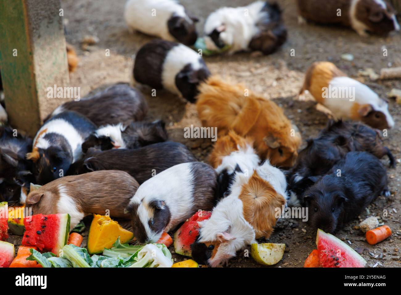 Fresh Look at Group Guinea Pigs Gathered On Hi Res Stock Photography And