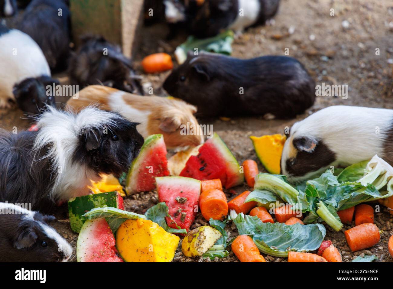 Picture of Rodent enrichment hi-res stock photography and images - Alamy