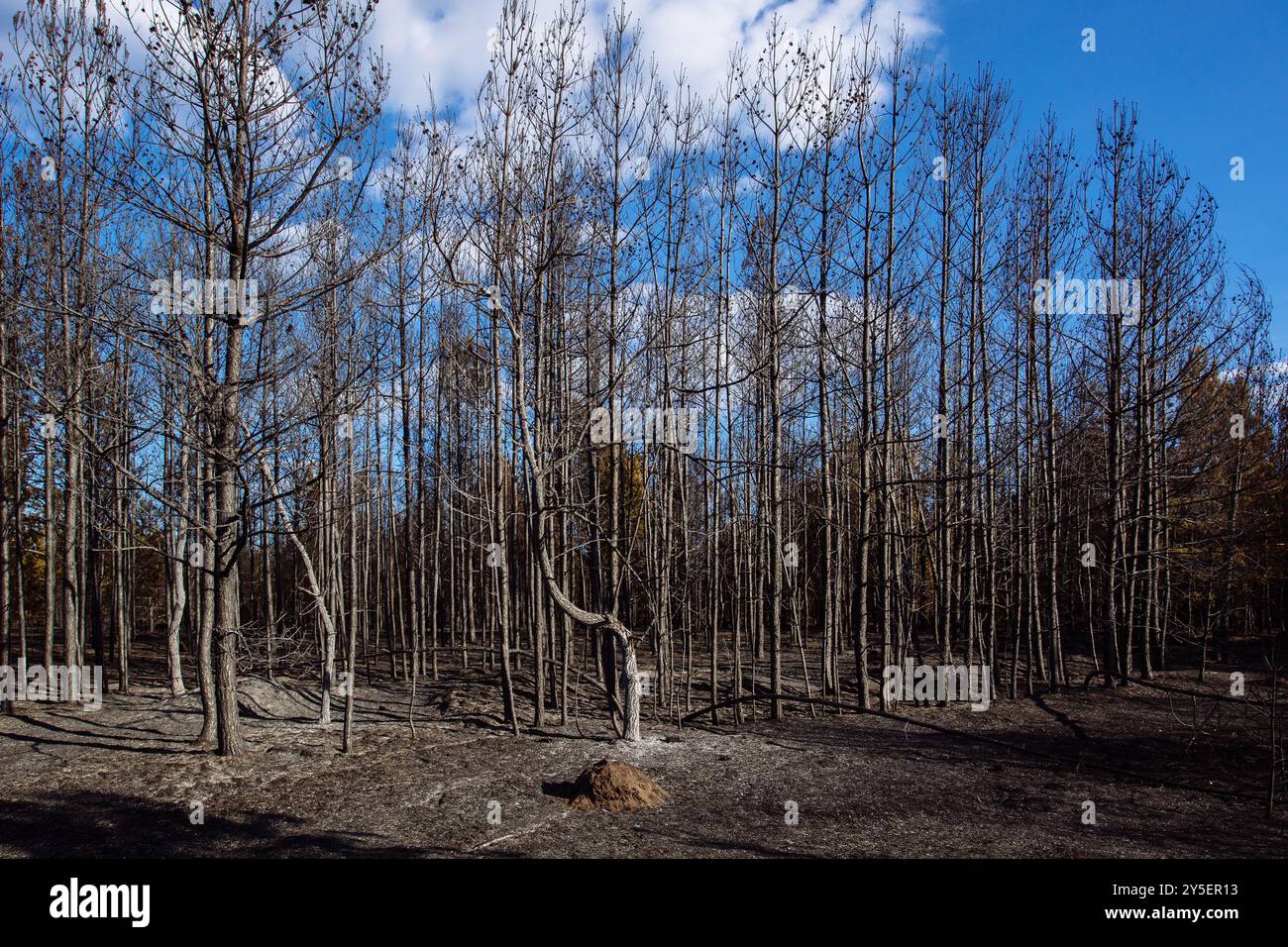 Burnt pine forest. Consequences of fire. Stock Photo