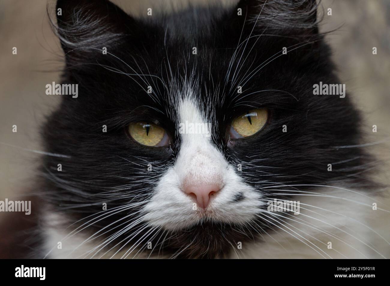 Close-up of a black and white cat with an intense gaze Stock Photo - Alamy