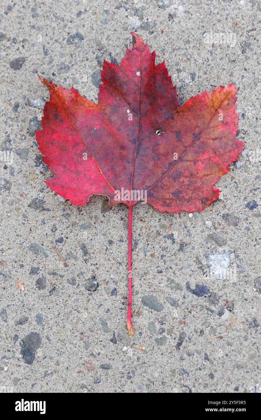 Maple leaf fallen on the ground.Quebec,Canada Stock Photo