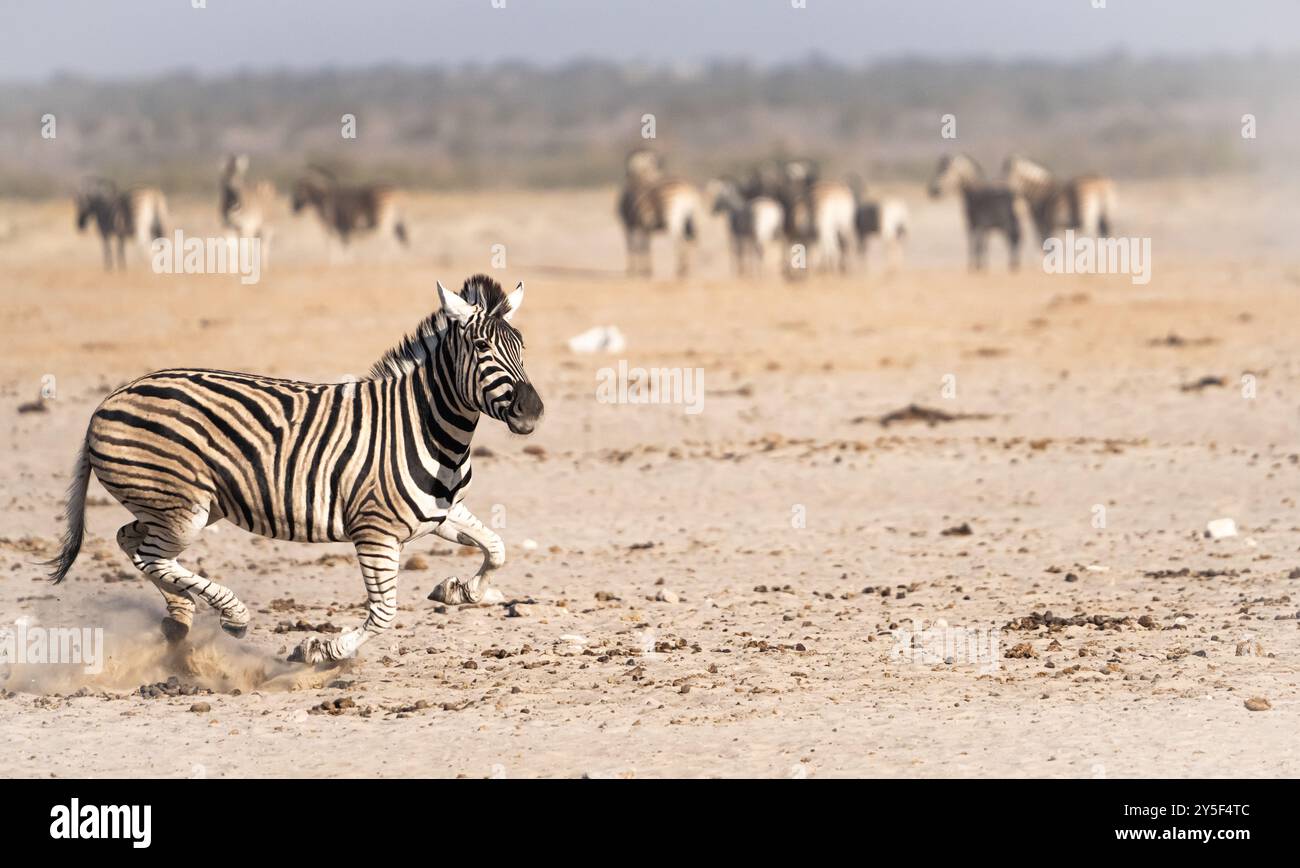 Desert adapted zebras hi-res stock photography and images - Alamy