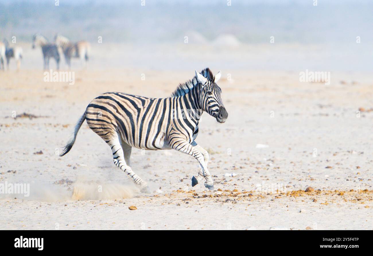 African desert zebra wild hi-res stock photography and images - Alamy
