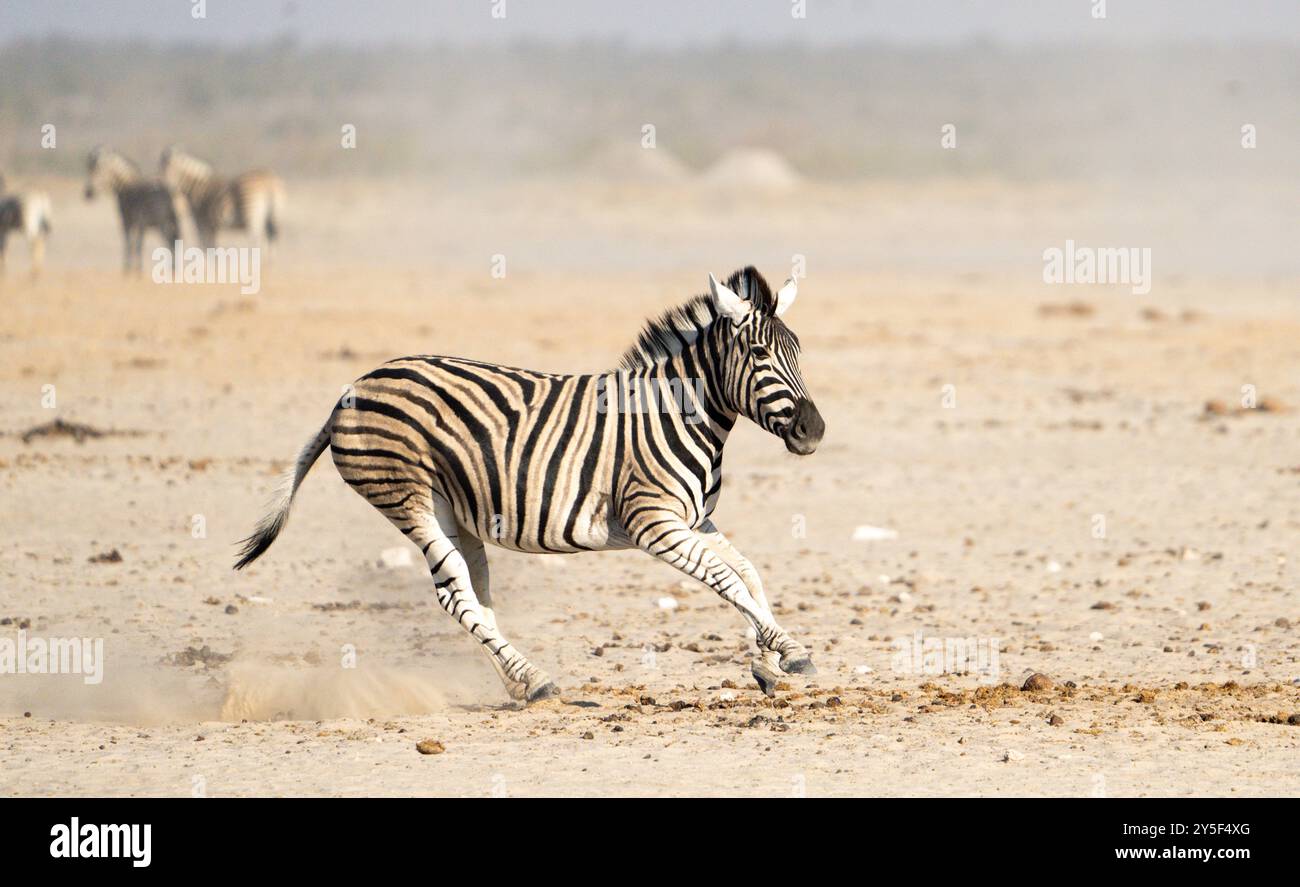 Desert adapted zebras hi-res stock photography and images - Alamy