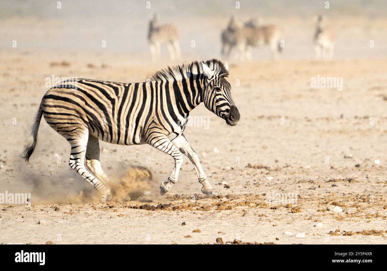 Zebras in desert hi-res stock photography and images - Alamy