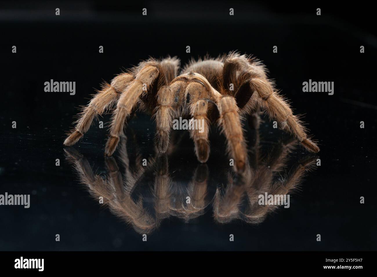 Close-up of tarantula spider (Theraphosidae) walking on black reflective background. Stock Photo