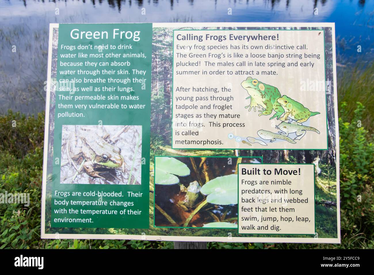 Information sign on green frog at Salmonier Nature Park on NL 90 in Holyrood, Newfoundland & Labrador, Canada Stock Photo